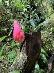 Philesia magellanica