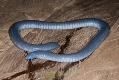 Caecilia tentaculata