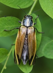 Epistomentis pictus