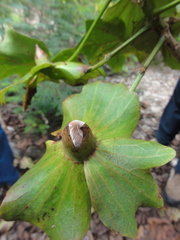 Kokia drynarioides
