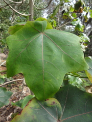 Kokia drynarioides