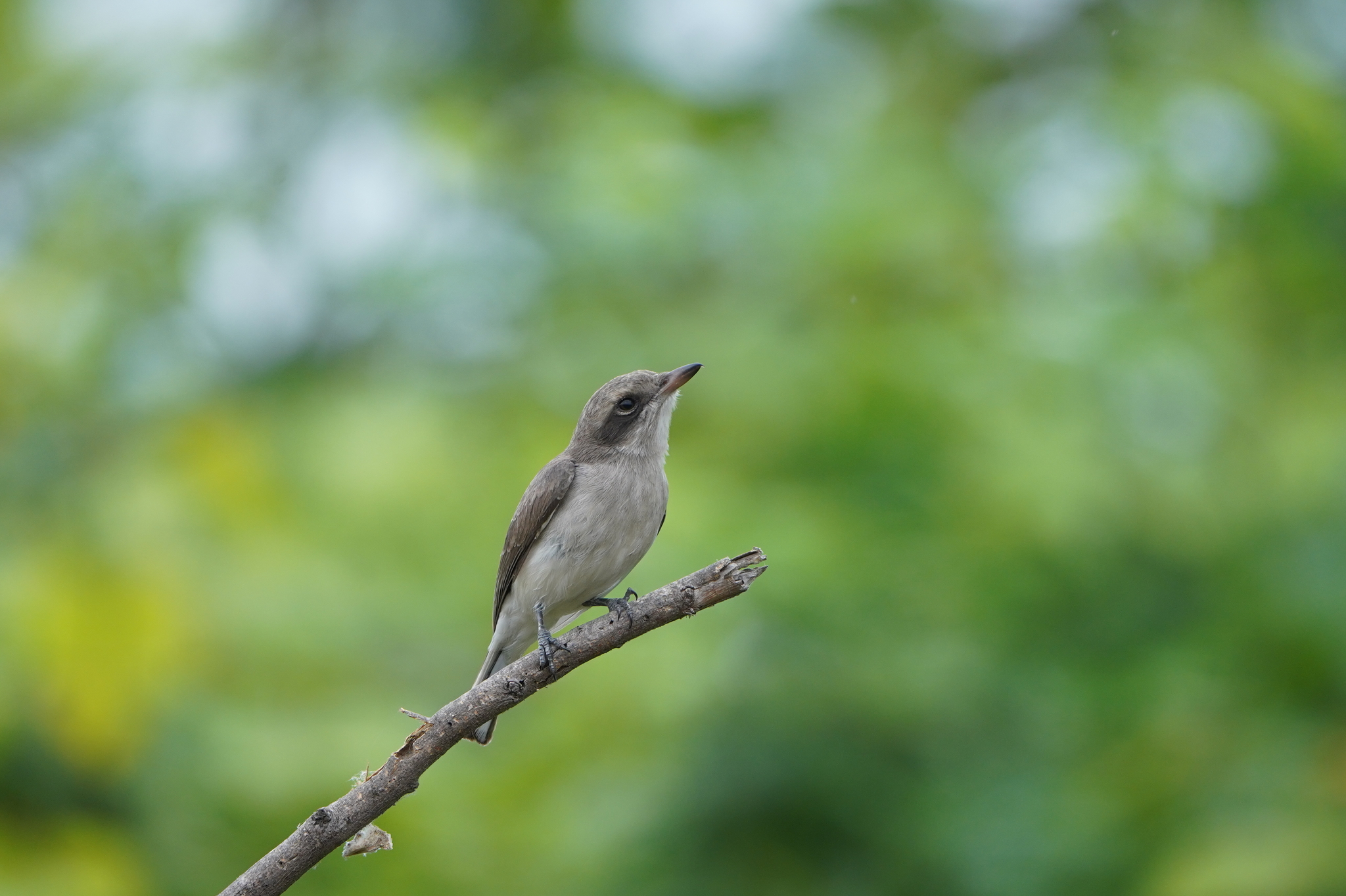 Common Woodshrike (Tephrodornis pondicerianus), photo 1
