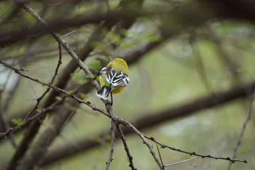 Marshall's Iora (Aegithina nigrolutea)