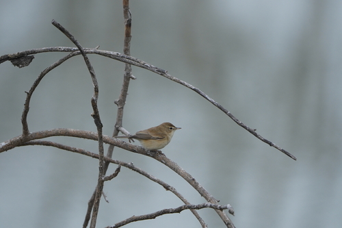 Booted Warbler (Iduna caligata), photo 1