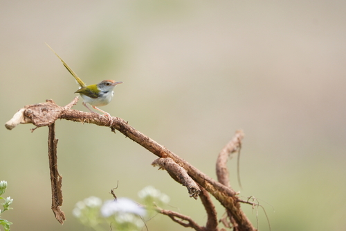 Common Tailorbird (Orthotomus sutorius), photo 2
