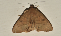Achaea trapezoides