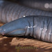 Linnaeus' Caecilian - Photo (c) Triplefin Expeditions, some rights reserved (CC BY-NC-ND), uploaded by Triplefin Expeditions