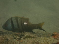 Lutjanus rivulatus