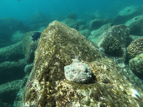 Pacific spotted scorpionfish (Scorpaena mystes) — Scorpaenidae — 3