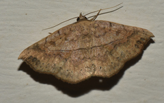 Pleuronodes apicalis