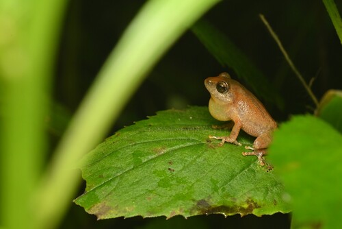 Common Shrub Frog