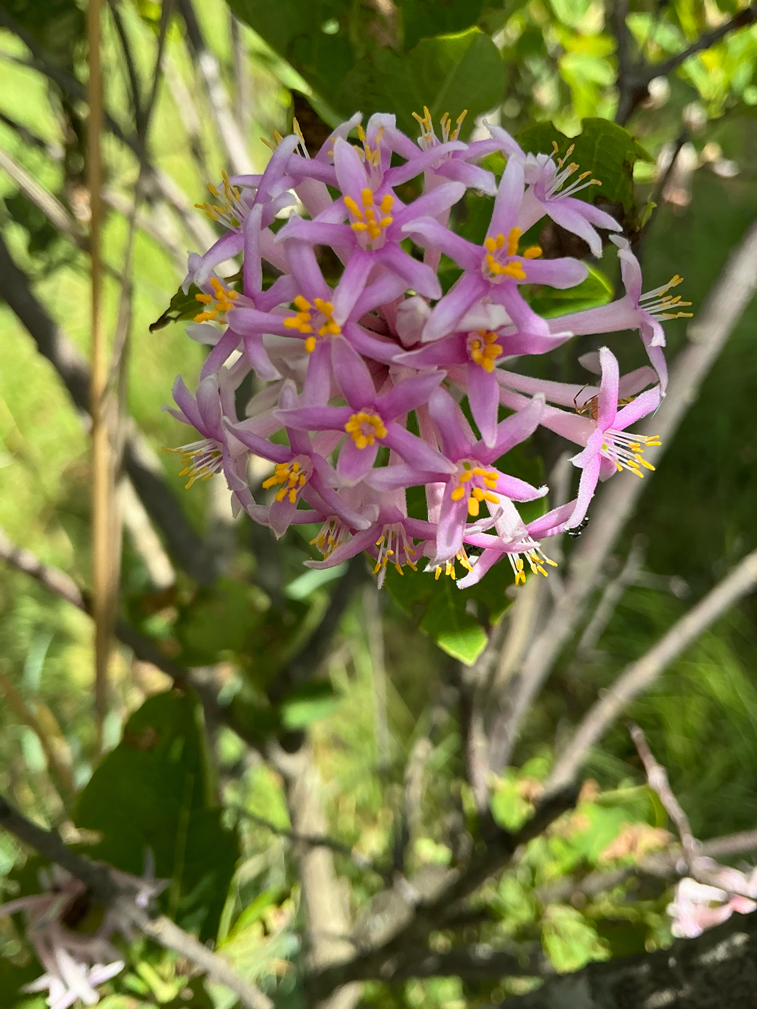 Imagem de Dais cotinifolia