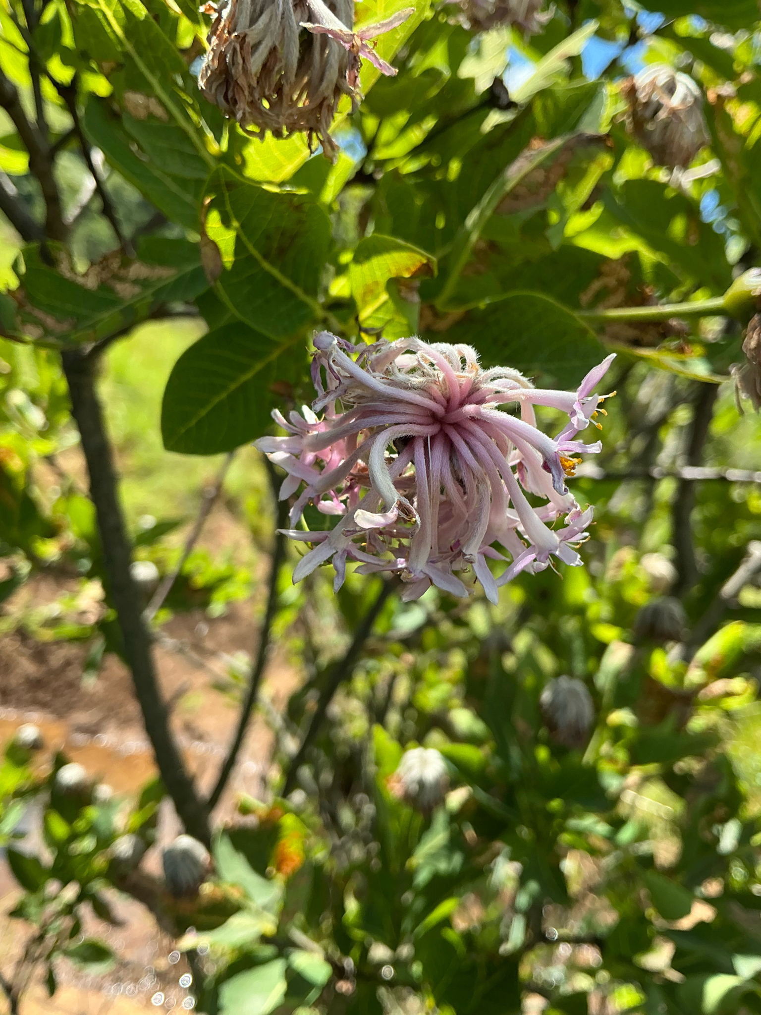 Imagem de Dais cotinifolia