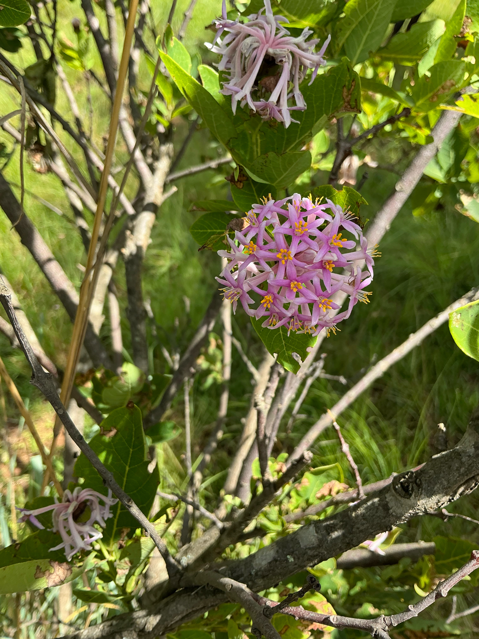 Imagem de Dais cotinifolia