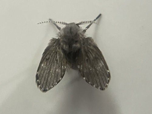 Unknown species found near Janelia Research Campus, Ashburn, VA, US