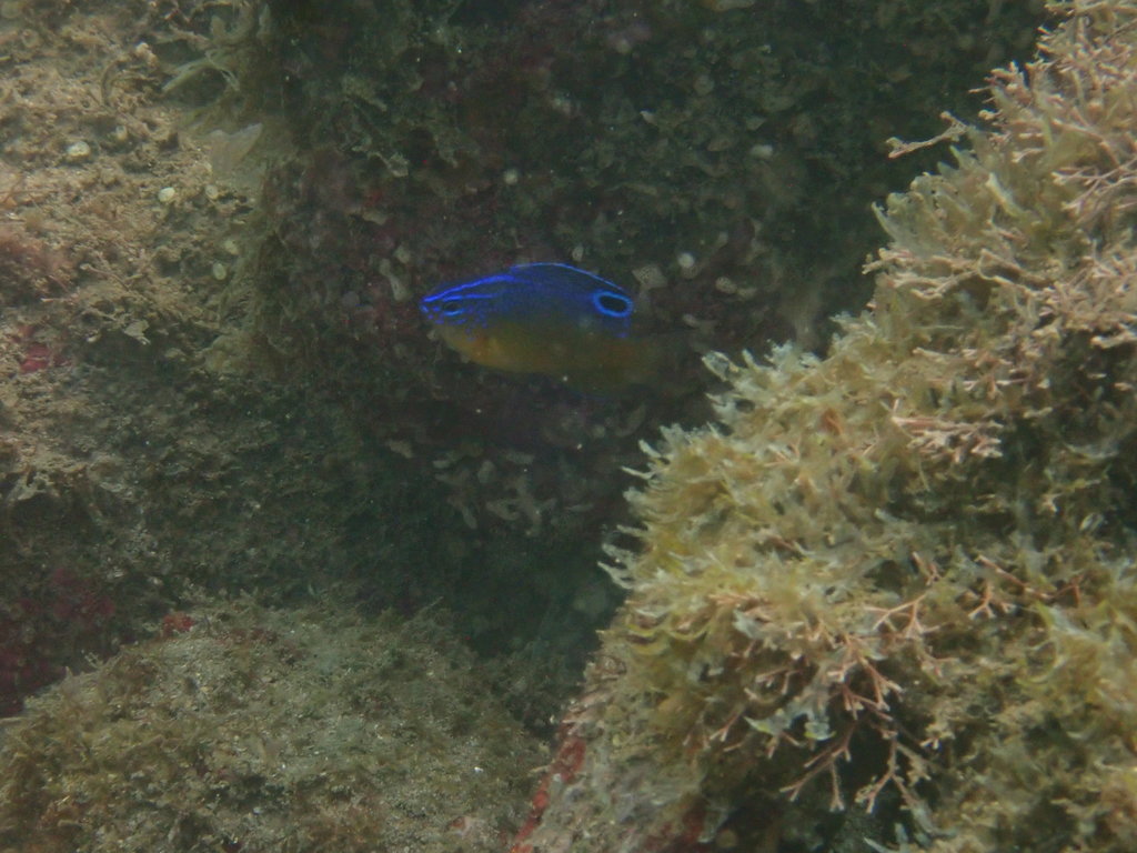 Proteus damsel (Pomacentrus proteus) — Pomacentridae