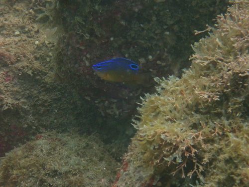 Proteus damsel (Pomacentrus proteus) — Pomacentridae