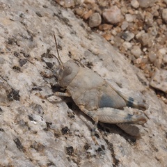 Sphingonotus corsicus