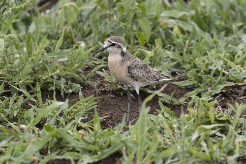 iNaturalist: (c) Andre Harmse, some rights reserved (CC BY-NC), uploaded by Andre Harmse iNaturalist image