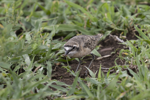 iNaturalist: (c) Andre Harmse, some rights reserved (CC BY-NC), uploaded by Andre Harmse iNaturalist image