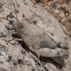 Sphingonotus corsicus