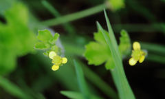 Ranunculus minutiflorus