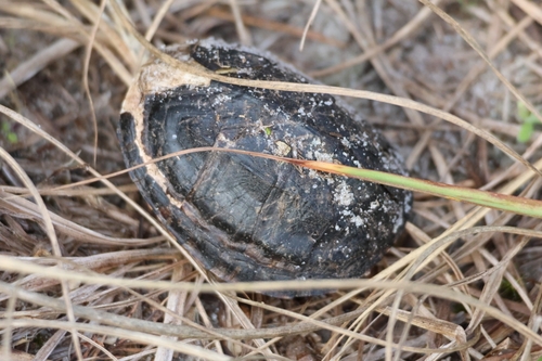 Eastern Musk Turtle observed by sparkypetunia