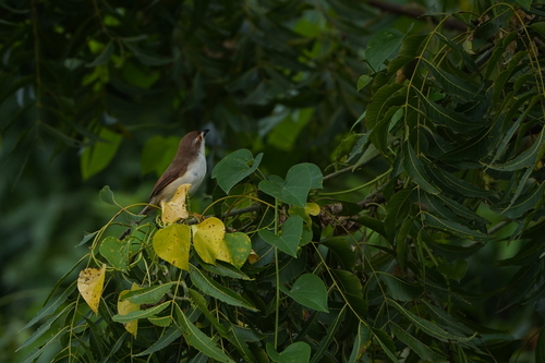 Yellow-eyed Babbler (Chrysomma sinense), photo 2