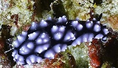 Phyllidiella pustulosa