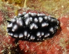 Phyllidiella pustulosa