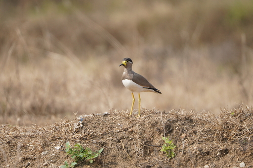 Yellow-wattled Lapwing (Vanellus malabaricus)