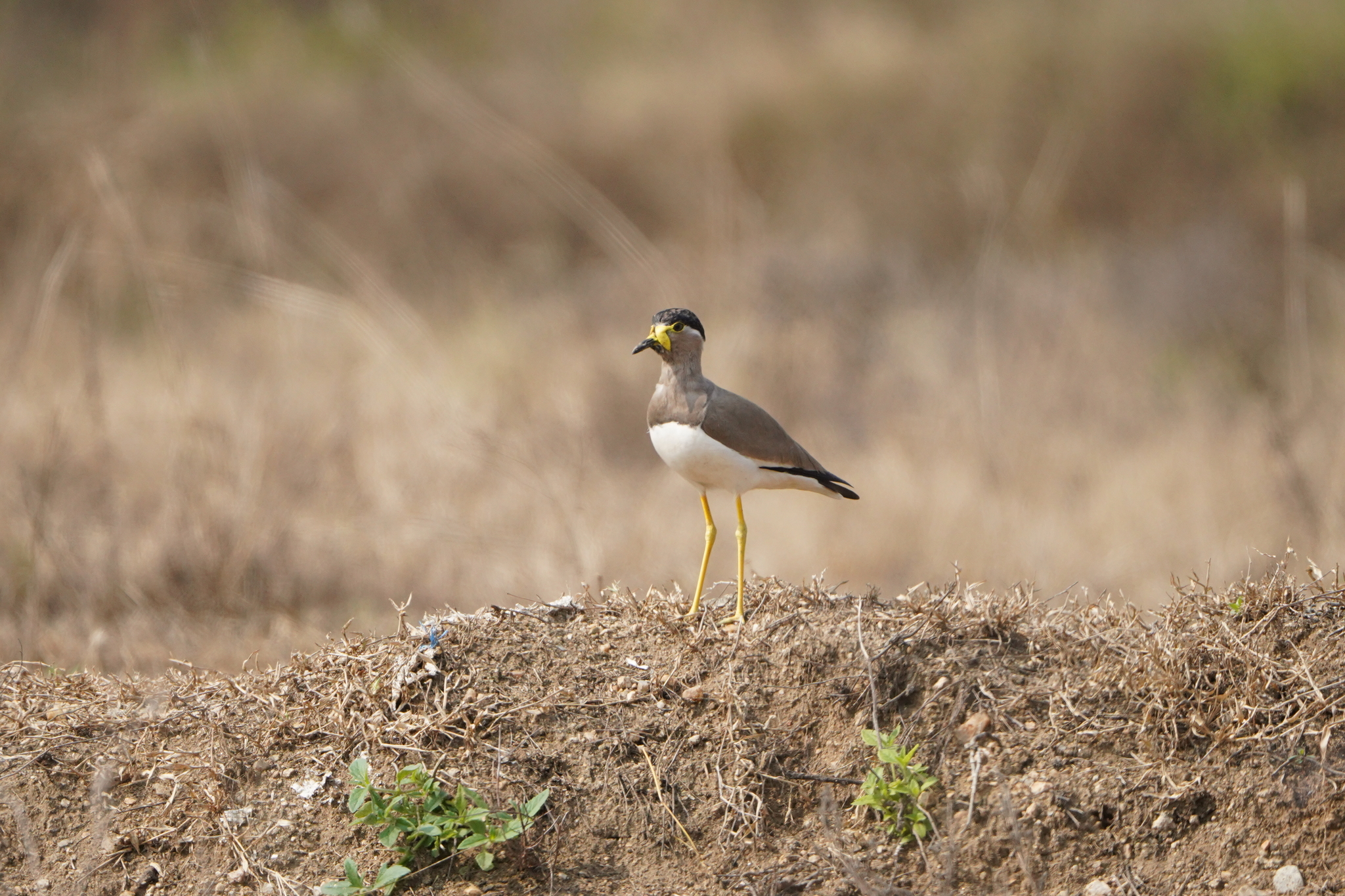 Yellow-wattled Lapwing (Vanellus malabaricus), photo 1
