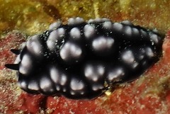 Phyllidiella pustulosa