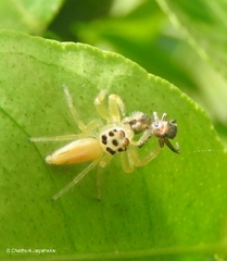 Plexippina