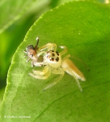 Plexippina