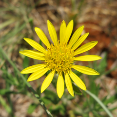 Hirpicium bechuanense