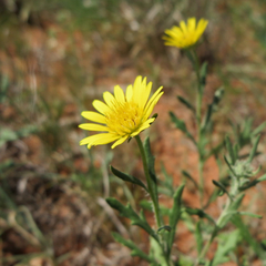 Hirpicium bechuanense