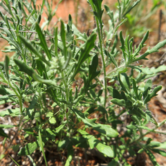 Hirpicium bechuanense