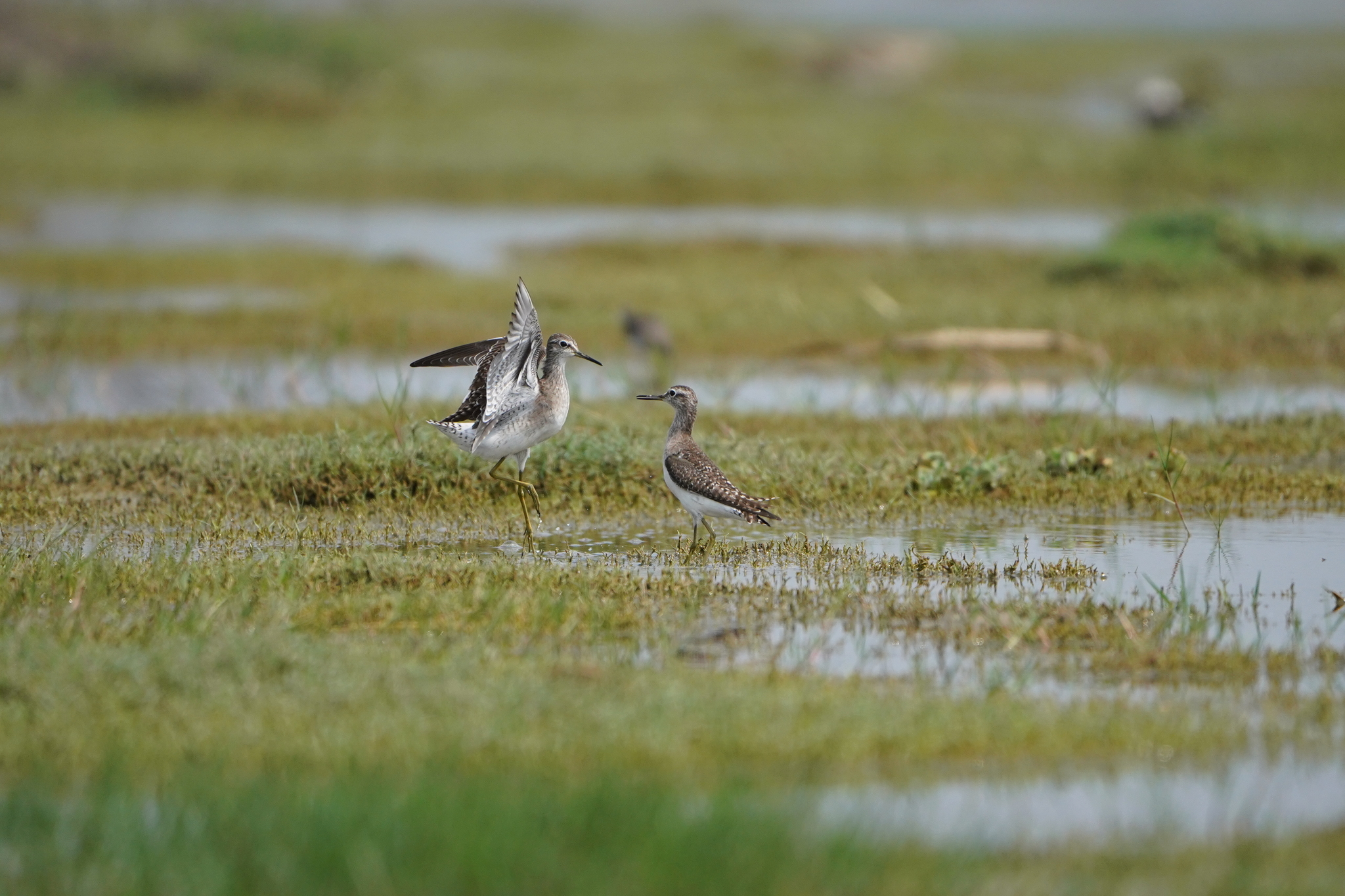 Wood Sandpiper (Tringa glareola), photo 5