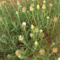 Hirpicium bechuanense