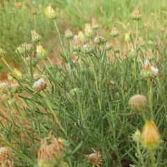 Hirpicium bechuanense