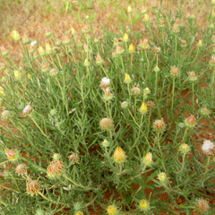 Hirpicium bechuanense