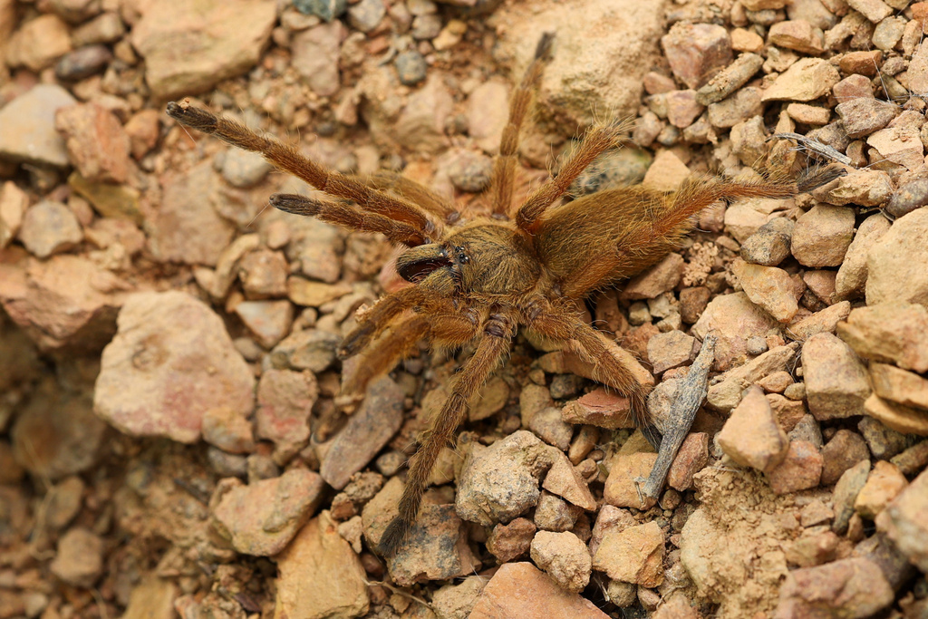 Chinese Fawn Tarantula