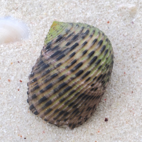 Nerita quadricolor, 2024-09-19