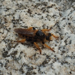 Pogonosoma maroccanum