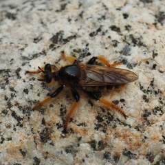 Pogonosoma maroccanum