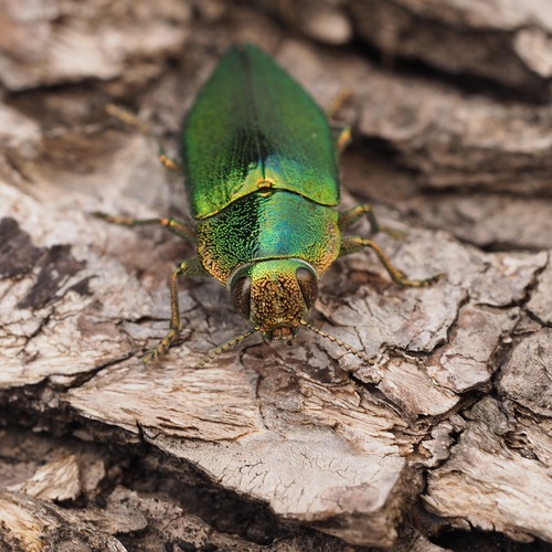 Latipalpis plana