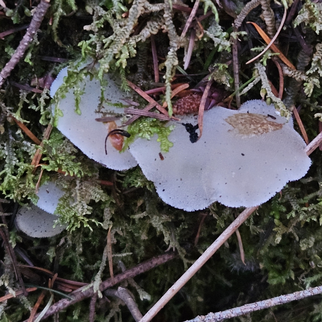 Pseudohydnum gelatinosum · January 2026 · photo: © tser (iNaturalist, cc-by)