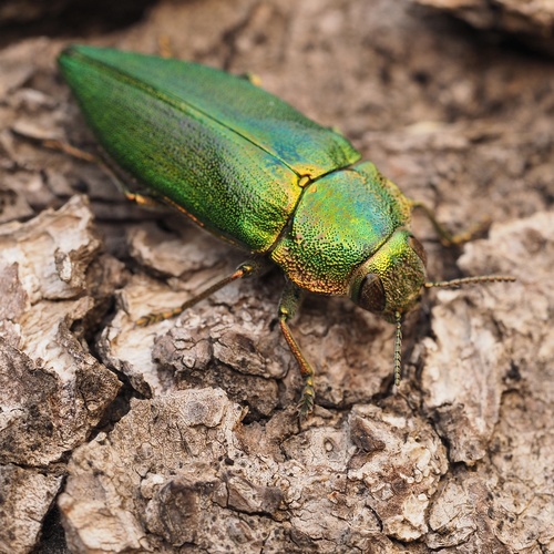 Latipalpis plana