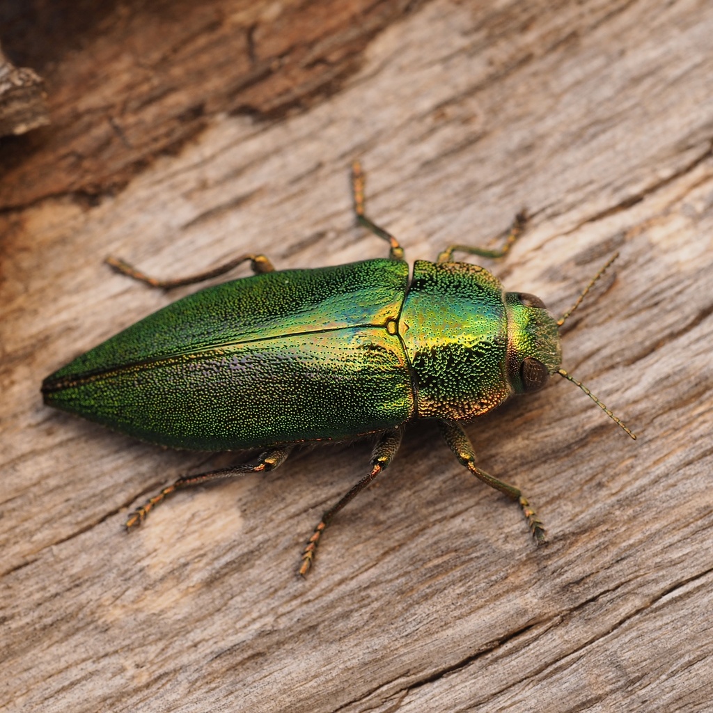 Latipalpis plana